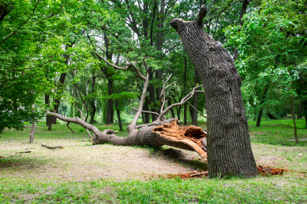 Best Fruit Tree Pruning  in Venus, TX