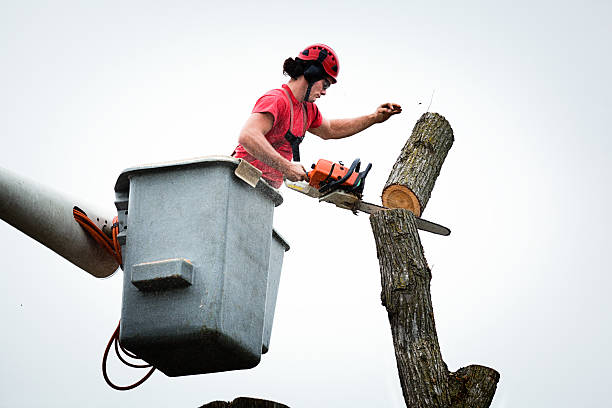 Best Hedge Trimming  in Venus, TX