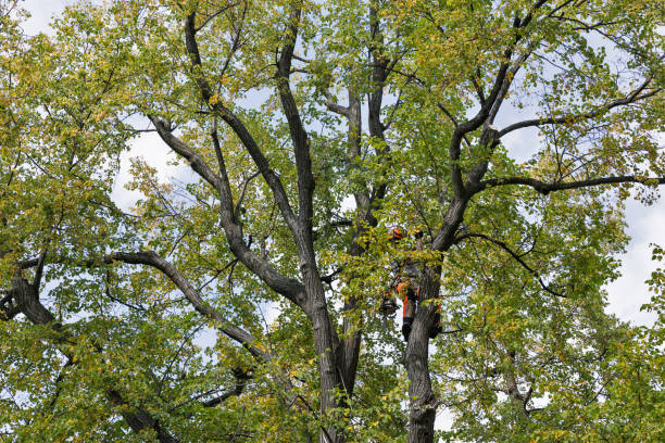 Best Tree Maintenance Programs  in Venus, TX